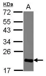 Anti-HP1 gamma antibody used in Western Blot (WB). GTX117561
