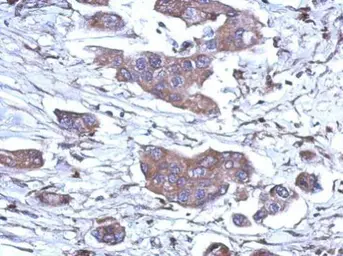 Anti-RNase H1 antibody [N2C3] used in IHC (Paraffin sections) (IHC-P). GTX117624