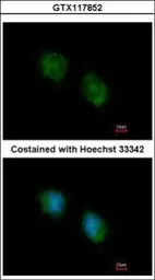Anti-COPS4 antibody [N3C3] used in Immunocytochemistry/ Immunofluorescence (ICC/IF). GTX117852