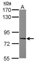 Anti-C9orf86 antibody [N1N3] used in Western Blot (WB). GTX117887