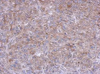 Anti-GPD1 antibody used in IHC (Paraffin sections) (IHC-P). GTX117910