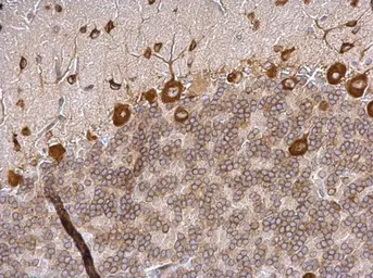 Anti-EIF4G3 antibody [N1], N-term used in IHC (Paraffin sections) (IHC-P). GTX118109