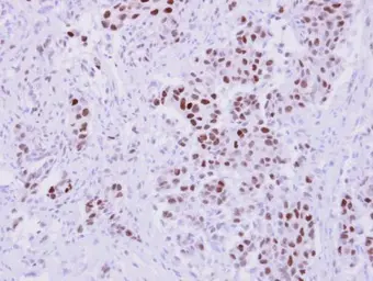 Anti-NANS antibody used in IHC (Paraffin sections) (IHC-P). GTX118242