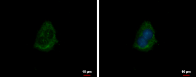 Anti-CRYZ antibody [N1C1] used in Immunocytochemistry/ Immunofluorescence (ICC/IF). GTX118270