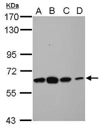 Anti-Tub antibody used in Western Blot (WB). GTX118348