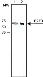 Anti-E2F3 antibody [PG30] used in Western Blot (WB). GTX11843