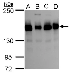 Anti-TMF1 antibody used in Western Blot (WB). GTX118431