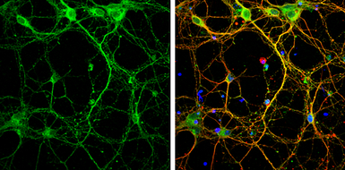 Anti-Syntaxin 3 antibody [N1C2] used in Immunocytochemistry/ Immunofluorescence (ICC/IF). GTX118549