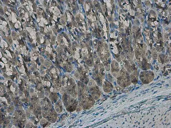 Anti-EFHA1 antibody used in IHC (Paraffin sections) (IHC-P). GTX118555