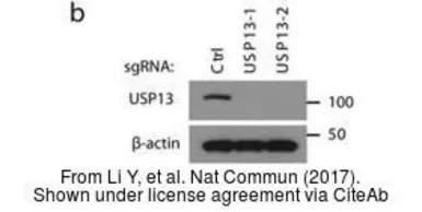 Anti-USP13 antibody [C2C3], C-term used in Western Blot (WB). GTX118595