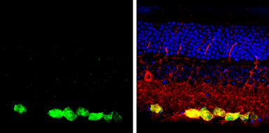 Anti-RBPMS antibody used in IHC (Paraffin sections) (IHC-P). GTX118619
