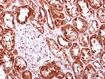 Anti-AIMP2 antibody [N2C3] used in IHC (Paraffin sections) (IHC-P). GTX118650
