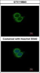 Anti-SYT6 antibody [N1C2] used in Immunocytochemistry/ Immunofluorescence (ICC/IF). GTX118843