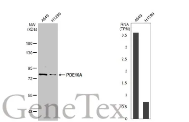 Anti-PDE10A antibody [C2C3], C-term used in Western Blot (WB). GTX118886