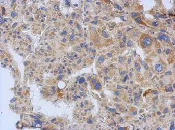 Anti-EIF3A antibody [N1N2], N-term used in IHC (Paraffin sections) (IHC-P). GTX118895