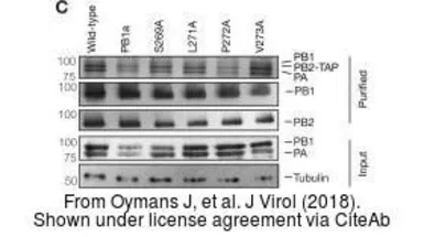 Anti-Influenza A virus PA protein antibody used in Western Blot (WB). GTX118991