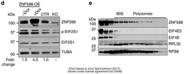 Anti-ZNF598 antibody [N1N3] used in Western Blot (WB). GTX119245