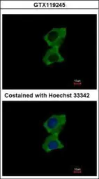 Anti-ZNF598 antibody [N1N3] used in Immunocytochemistry/ Immunofluorescence (ICC/IF). GTX119245
