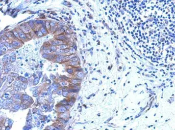 Anti-ZNF598 antibody [N1N3] used in IHC (Paraffin sections) (IHC-P). GTX119245