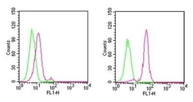 Anti-D4 GDI (cleaved specific) antibody [97A1015] used in Flow cytometry (FCM). GTX11927