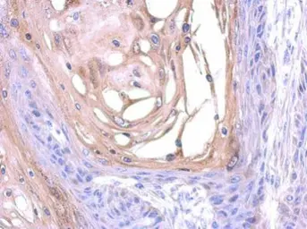 Anti-SNX18 antibody used in IHC (Paraffin sections) (IHC-P). GTX119426