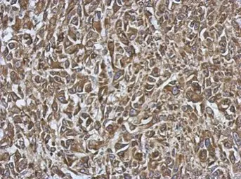 Anti-SMYD1 antibody used in IHC (Paraffin sections) (IHC-P). GTX119484
