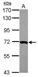 Anti-MOXD1 antibody [N2C2], Internal used in Western Blot (WB). GTX119649