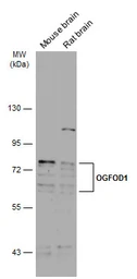 Anti-OGFOD1 antibody [N1N3] used in Western Blot (WB). GTX119711
