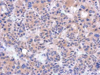 Anti-PDZRN4 antibody used in IHC (Paraffin sections) (IHC-P). GTX119787