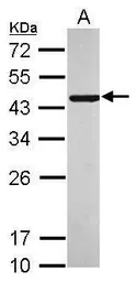 Anti-C10orf93 antibody [N1], N-term used in Western Blot (WB). GTX119794