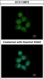 Anti-ARS2 antibody used in Immunocytochemistry/ Immunofluorescence (ICC/IF). GTX119872