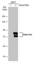 Anti-PHACTR3 antibody used in Western Blot (WB). GTX119979