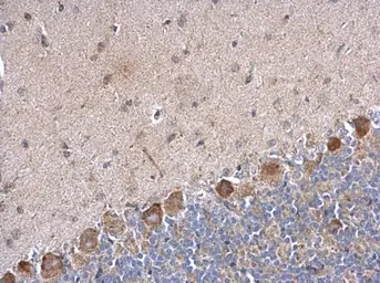 Anti-PABPC5 antibody used in IHC (Paraffin sections) (IHC-P). GTX120031
