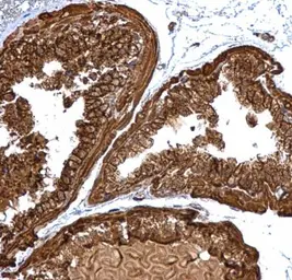 Anti-PGLS antibody used in IHC (Paraffin sections) (IHC-P). GTX120327