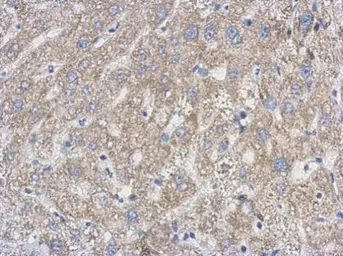 Anti-UPRT antibody used in IHC (Paraffin sections) (IHC-P). GTX120370