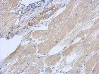 Anti-OXR1 antibody used in IHC (Paraffin sections) (IHC-P). GTX120649