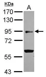 Anti-BEND2 antibody [N3C2], Internal used in Western Blot (WB). GTX120655