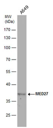 Anti-MED27 antibody used in Western Blot (WB). GTX120913