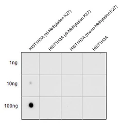 Anti-Histone H3K27me3 (Tri-methyl Lys27) antibody used in Dot blot (Dot). GTX121184