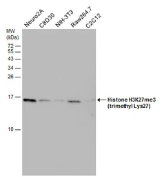 Anti-Histone H3K27me3 (Tri-methyl Lys27) antibody used in Western Blot (WB). GTX121184