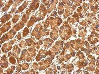 Anti-COG3 antibody [N1N2], N-term used in IHC (Paraffin sections) (IHC-P). GTX121212