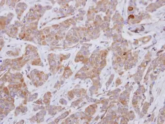 Anti-GEFT antibody used in IHC (Paraffin sections) (IHC-P). GTX121237