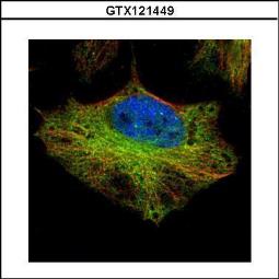 Anti-ELP2 antibody [N3C2], Internal used in Immunocytochemistry/ Immunofluorescence (ICC/IF). GTX121449