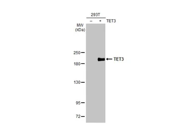 Anti-TET3 antibody [N3C1], Internal used in Western Blot (WB). GTX121452