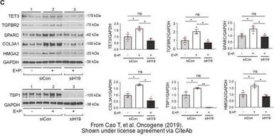 Anti-TET3 antibody [C3], C-term used in Western Blot (WB). GTX121453