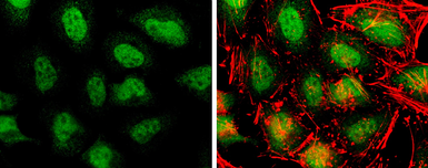 Anti-TET3 antibody [C3], C-term used in Immunocytochemistry/ Immunofluorescence (ICC/IF). GTX121453