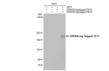 Anti-TET3 antibody [C3], C-term used in Western Blot (WB). GTX121453