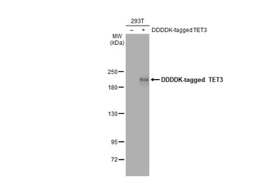 Anti-TET3 antibody [C3], C-term used in Western Blot (WB). GTX121453