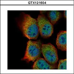 Anti-Sts1 antibody used in Immunocytochemistry/ Immunofluorescence (ICC/IF). GTX121604