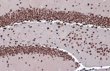 Anti-ZBTB20 antibody used in IHC (Paraffin sections) (IHC-P). GTX121616